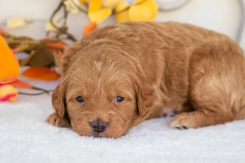 ham goldendoodle for sale(1).jpg