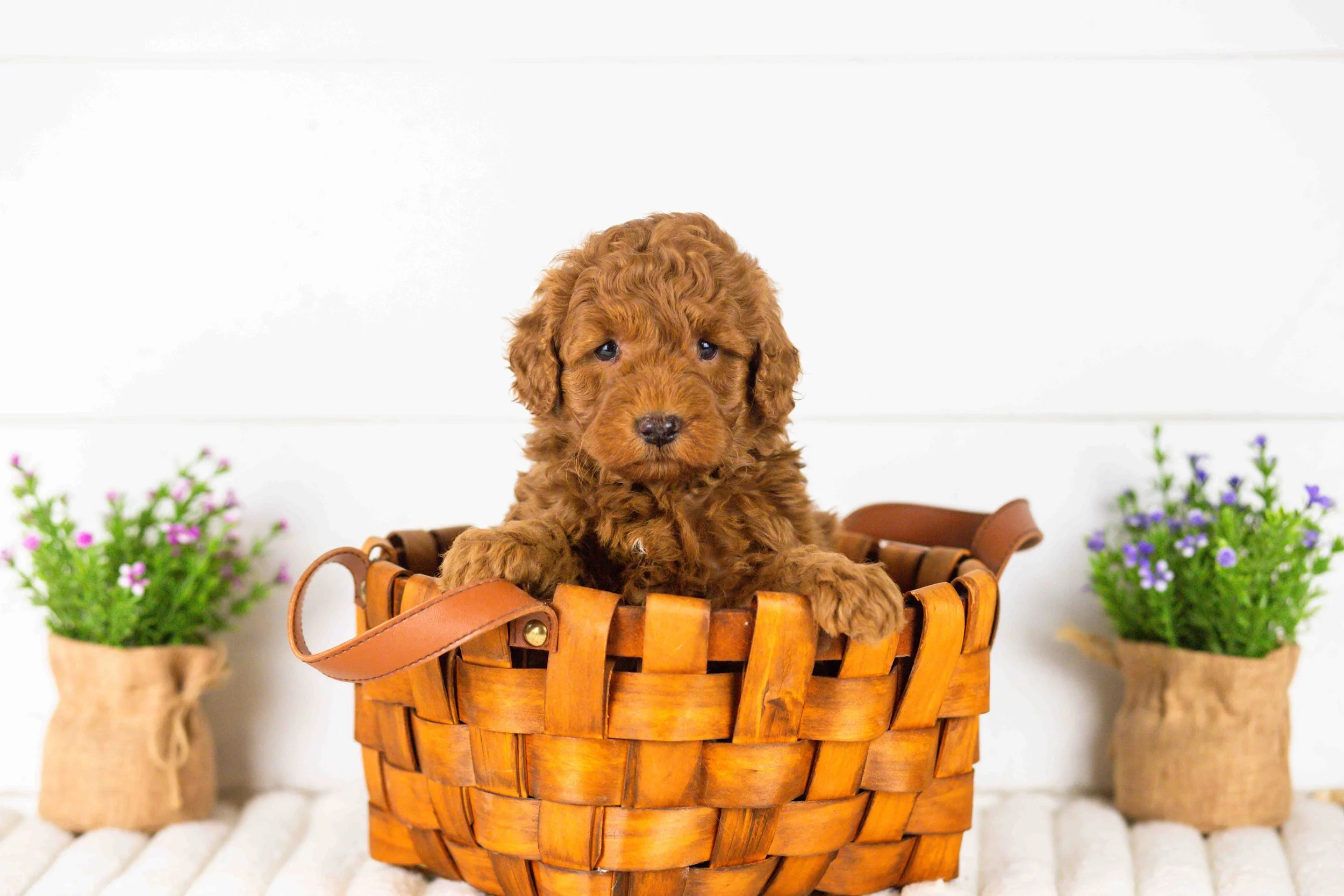 goldendoodle for sale