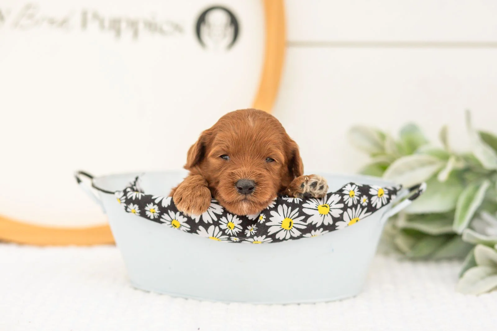 Verity goldendoodle for sale(3).jpg
