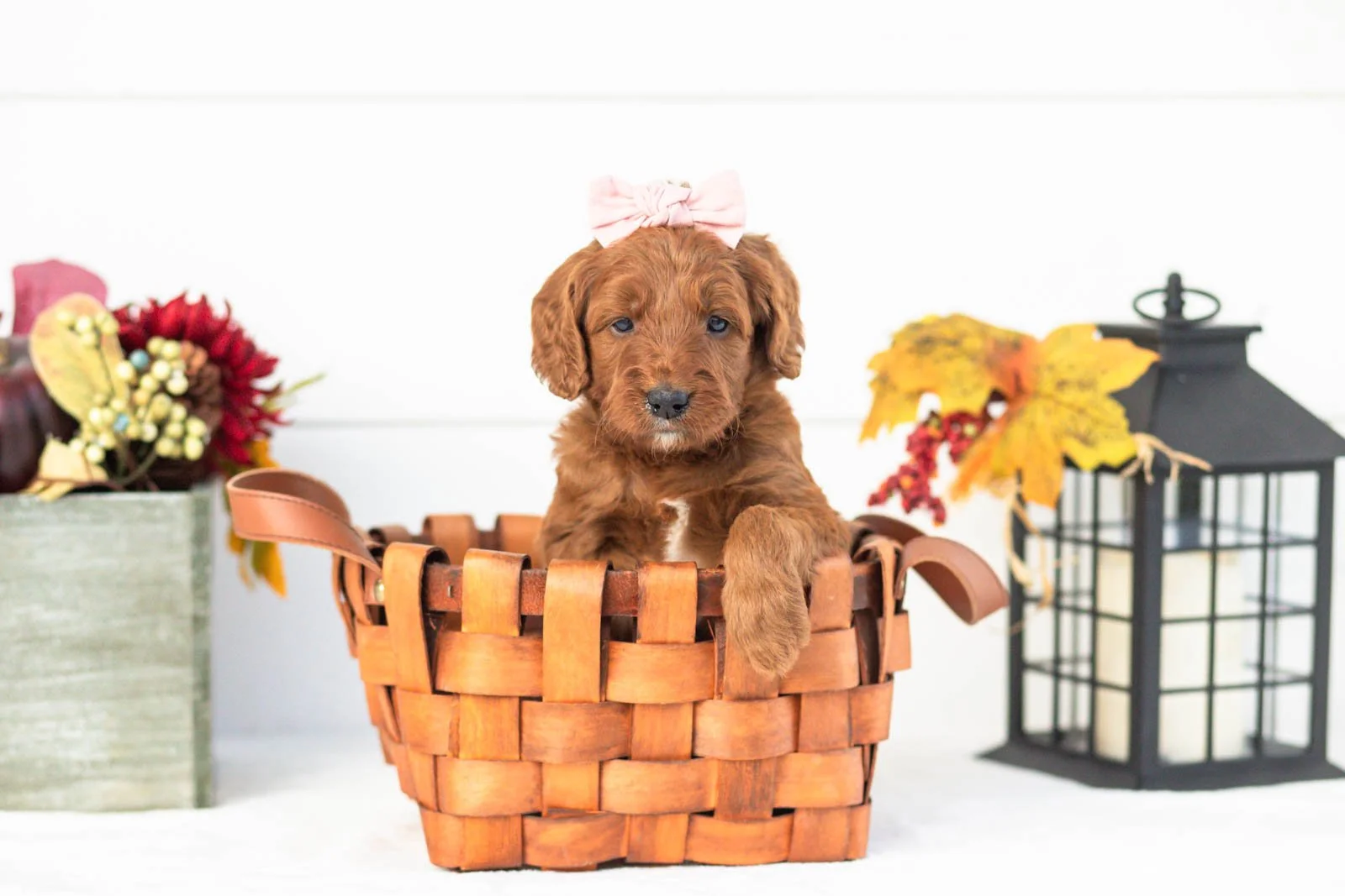 Piglet goldendoodle for sale(4).jpg