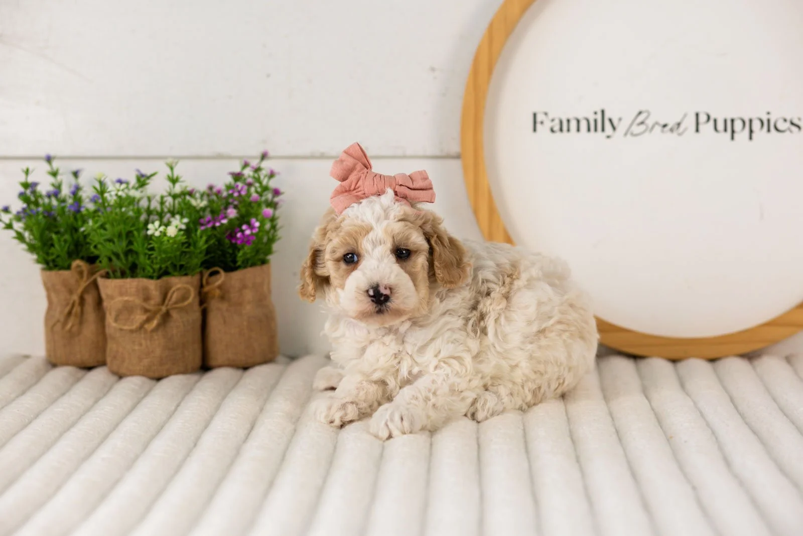 Dolly goldendoodle for sale(1).jpg