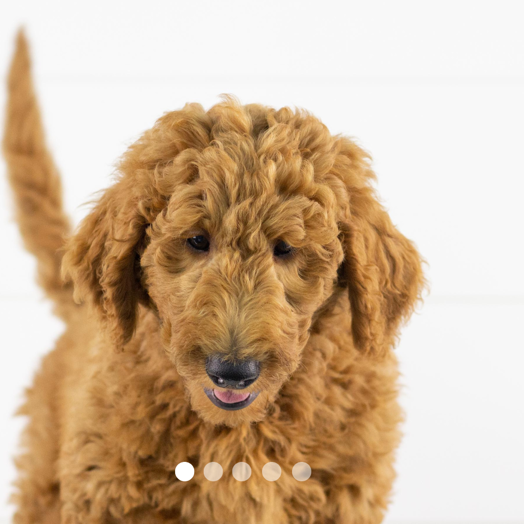 Copy of FBP Design.png