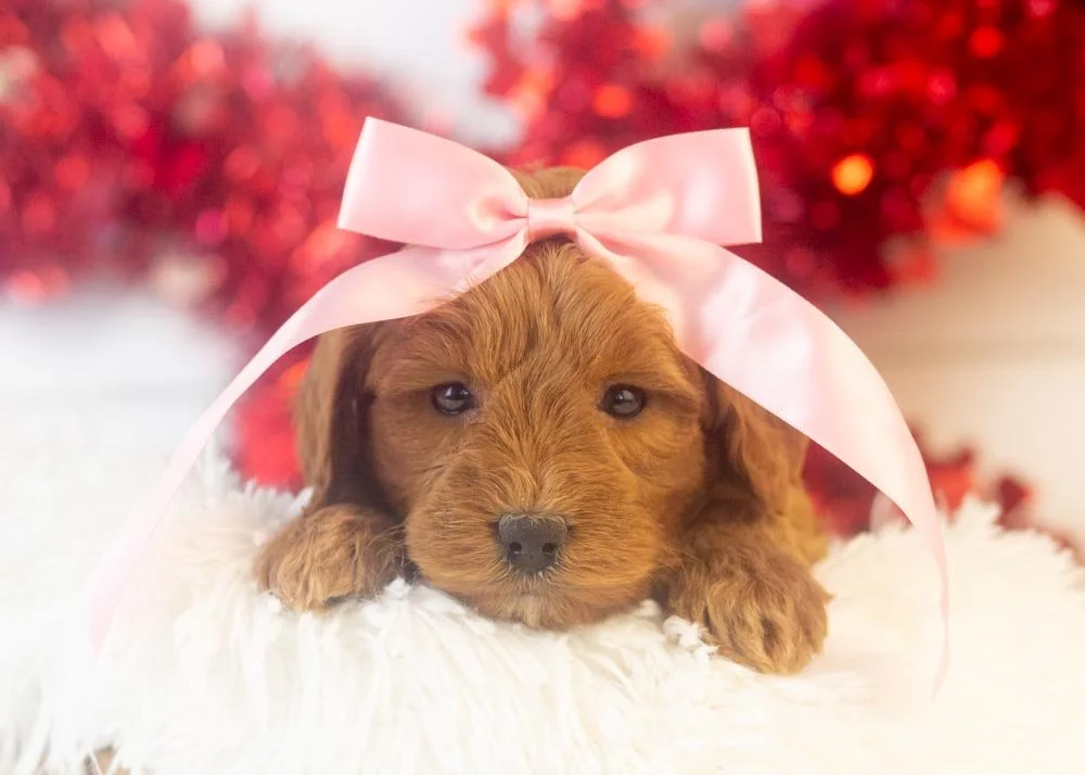 Candy goldendoodle for sale.jpg
