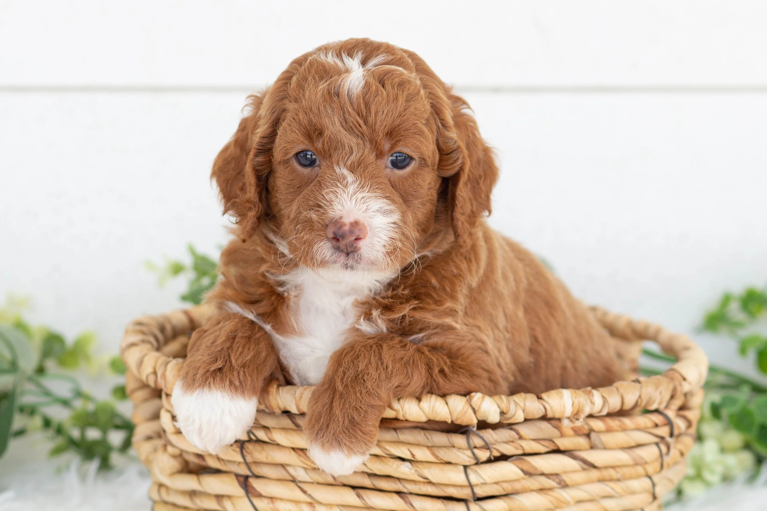 Oscar Goldendoodle for sale.jpg