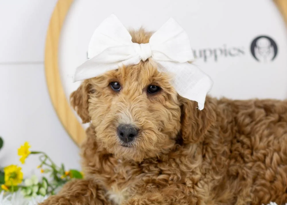 Fox goldendoodle for sale.jpg