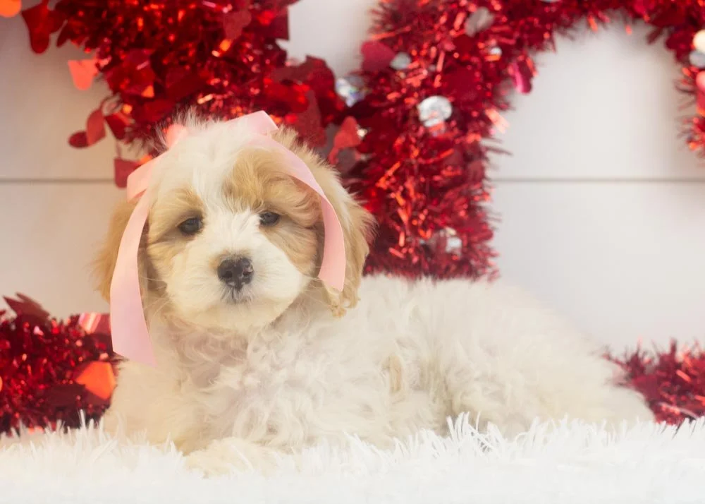 Honey goldendoodle for sale.jpg