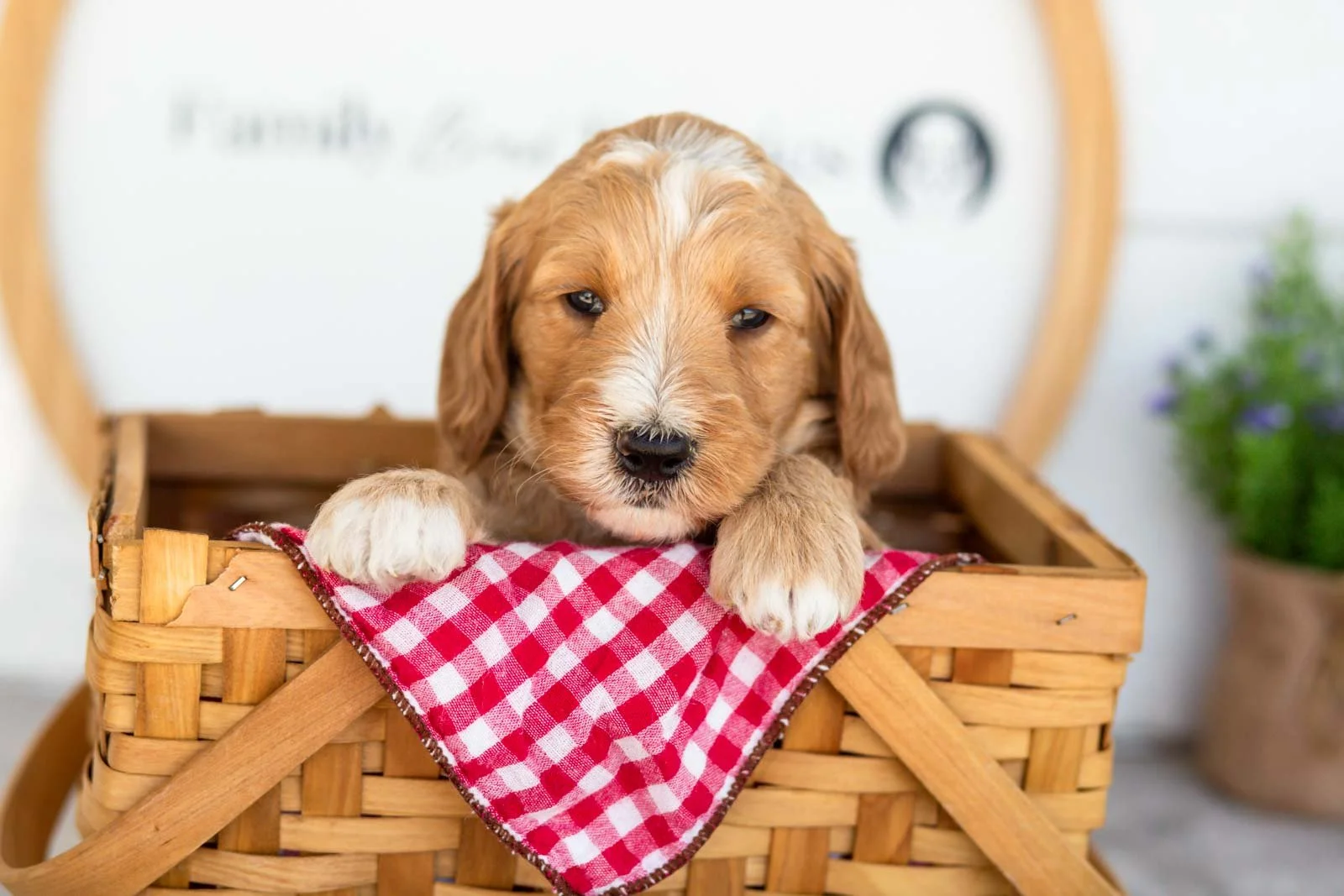 Burr goldendoodle for sale(2).jpg