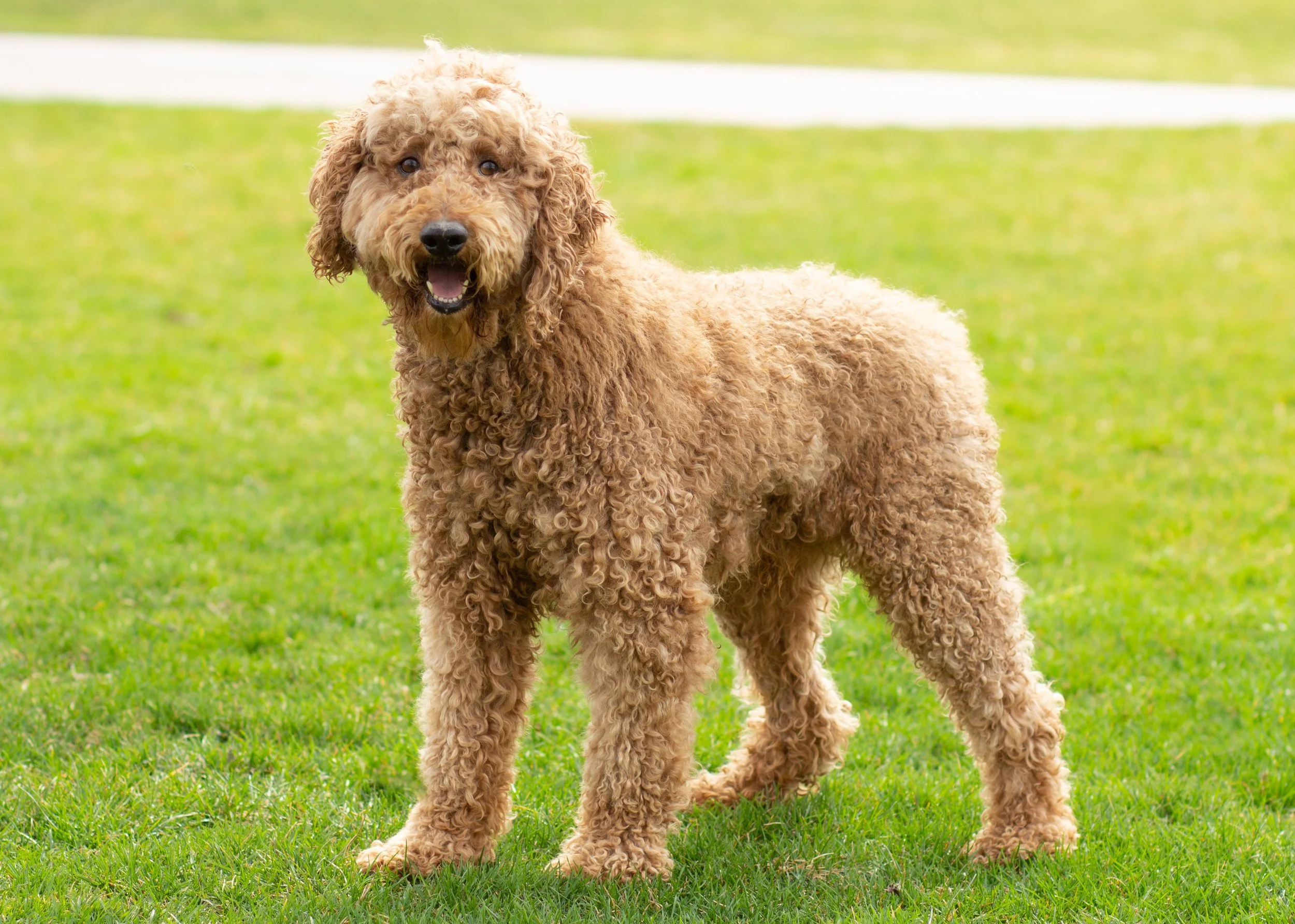 dad poodle