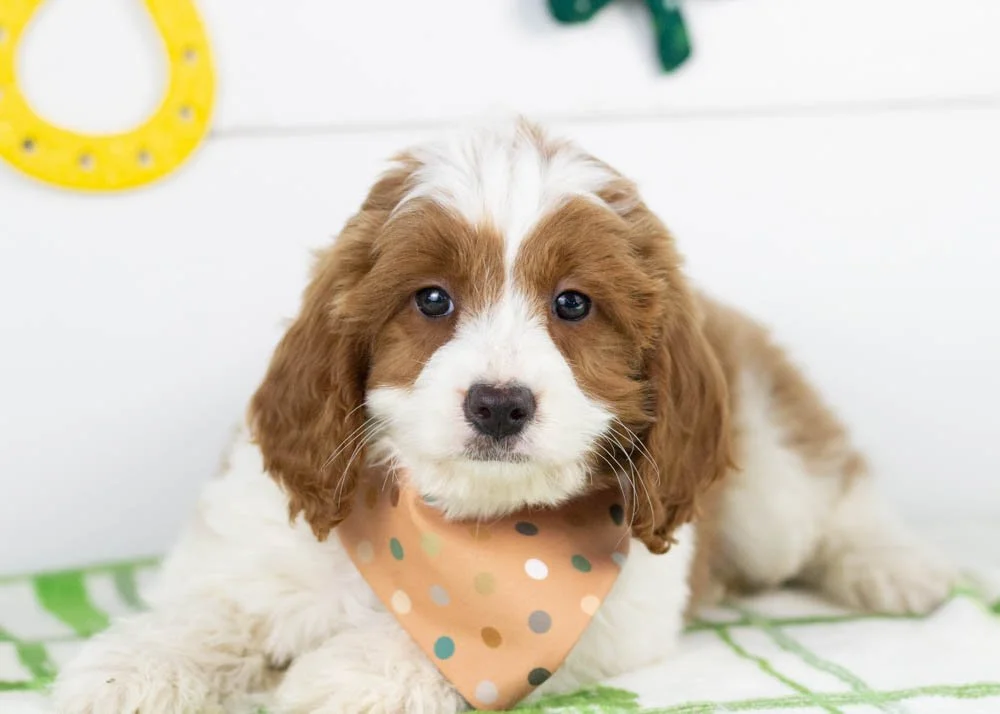 Woody goldendoodle for sale(1).jpg