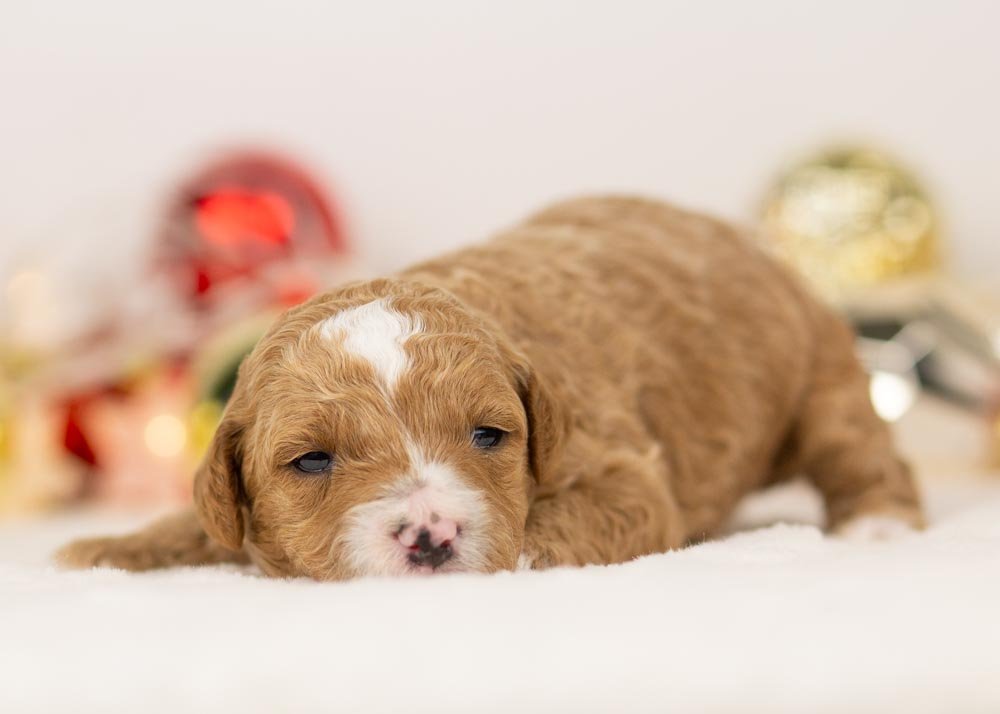 Olympus goldendoodle for sale..jpg