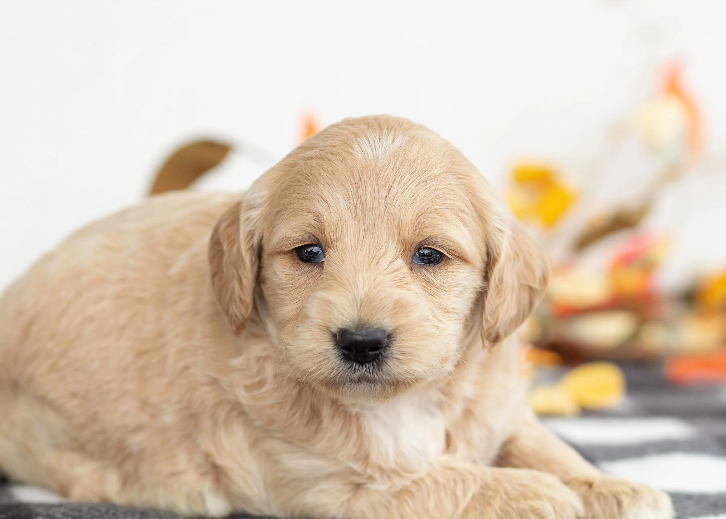 Marshmellow goldendoodle for sale(2).jpg