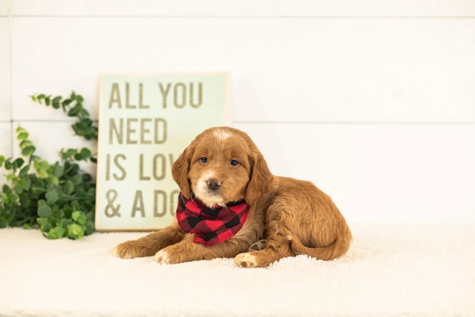 Marley goldendoodle for sale.jpg