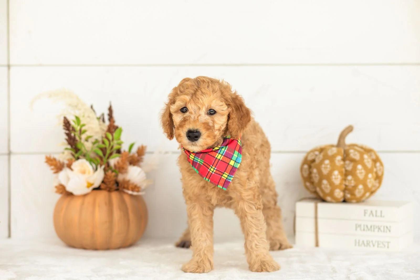 Jasper goldendoodle for sale 3.jpg