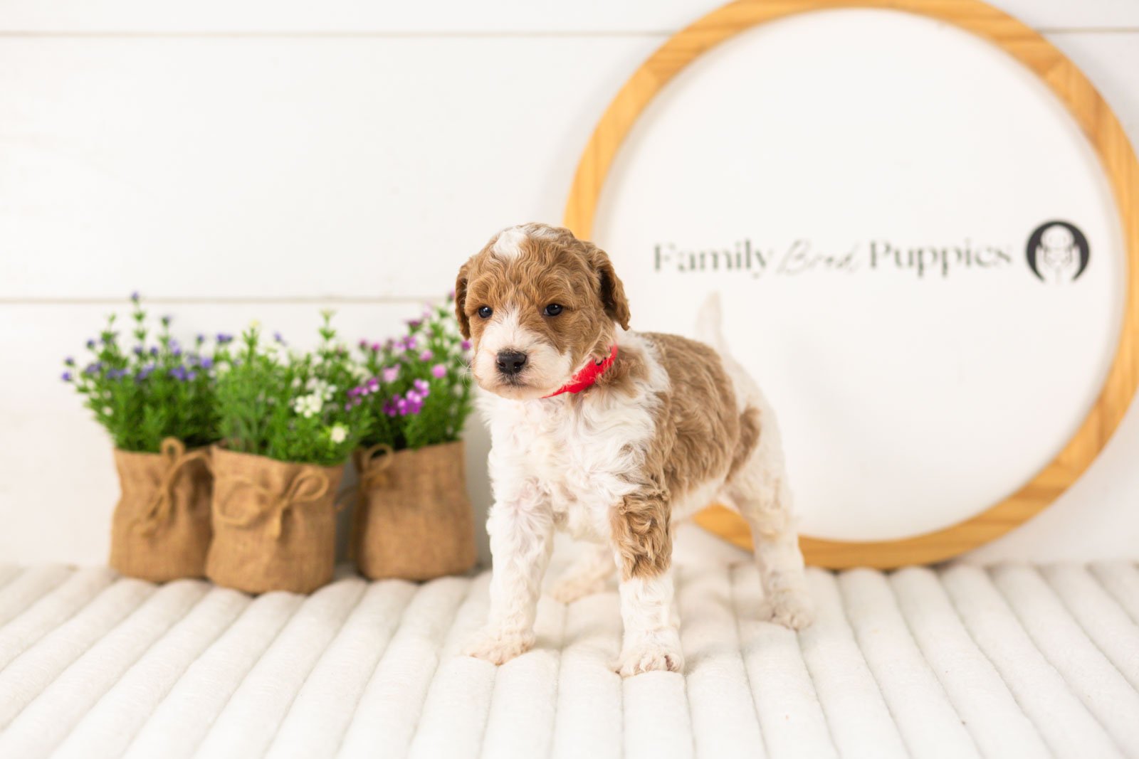 Luca goldendoodle for sale(2).jpg