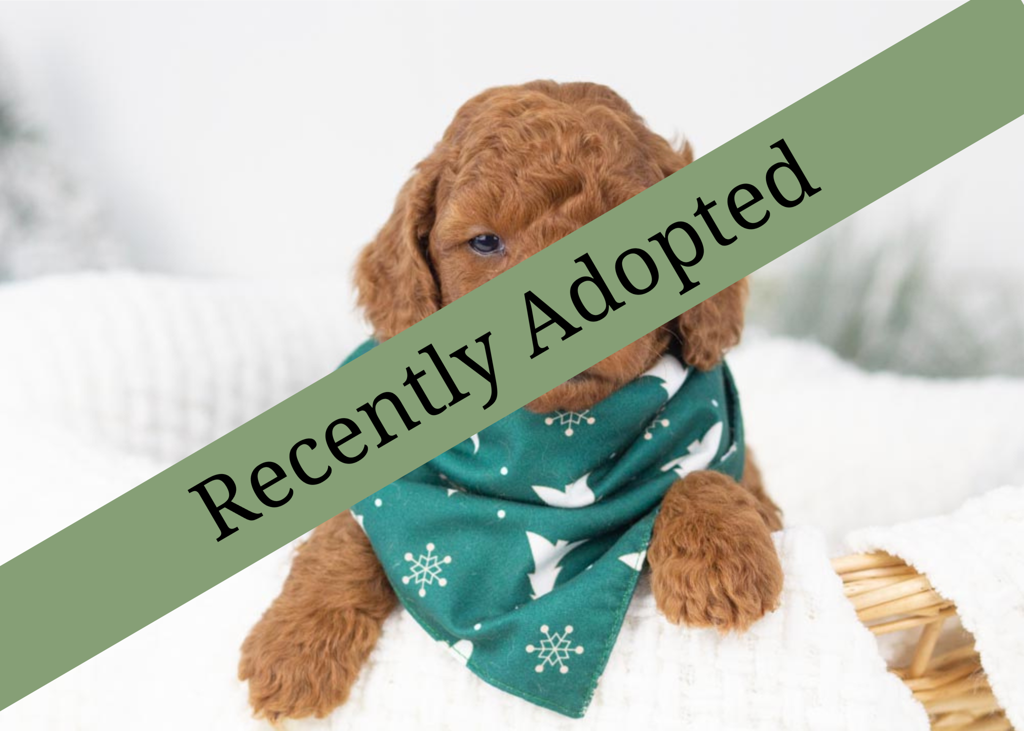 goldendoodle for sale