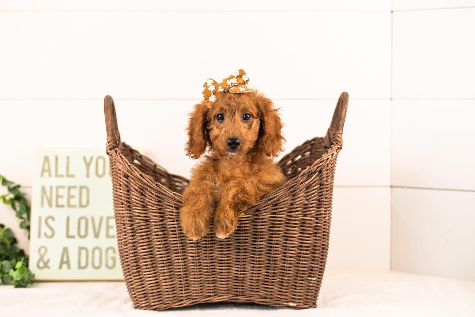 Lexy goldendoodle for sale(1).jpg