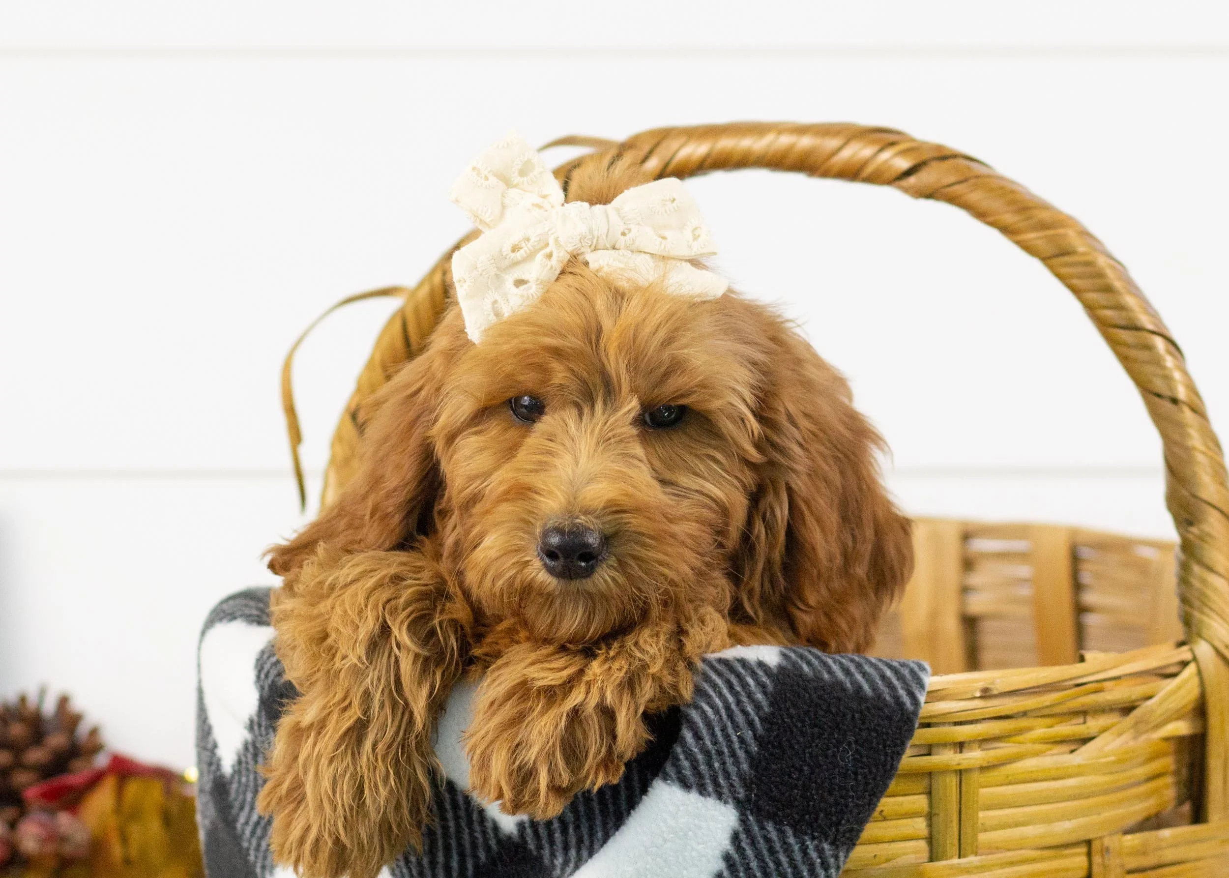 Tee goldendoodle for sale(1).jpg