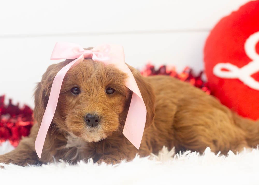 Jesi goldendoodle for sale.jpg
