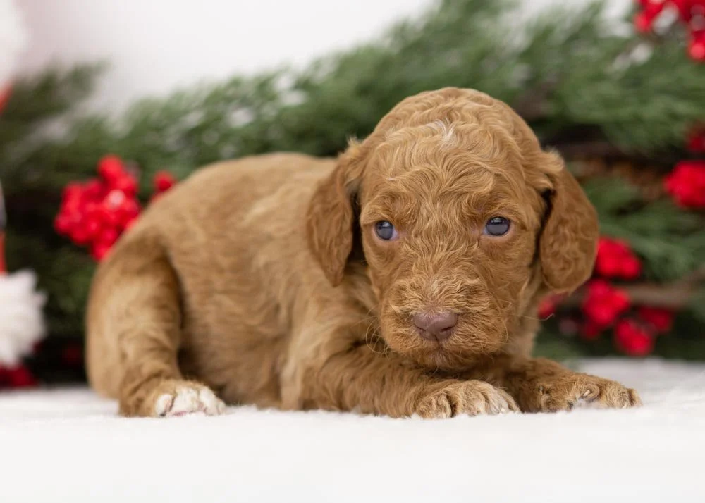 Laker goldendoodle for sale(2).jpg