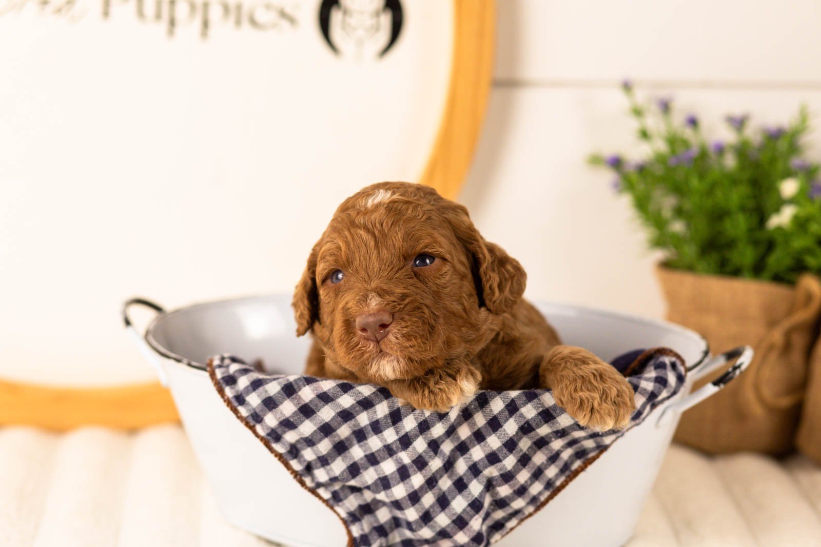 Layla goldendoodle for sale(4).jpg