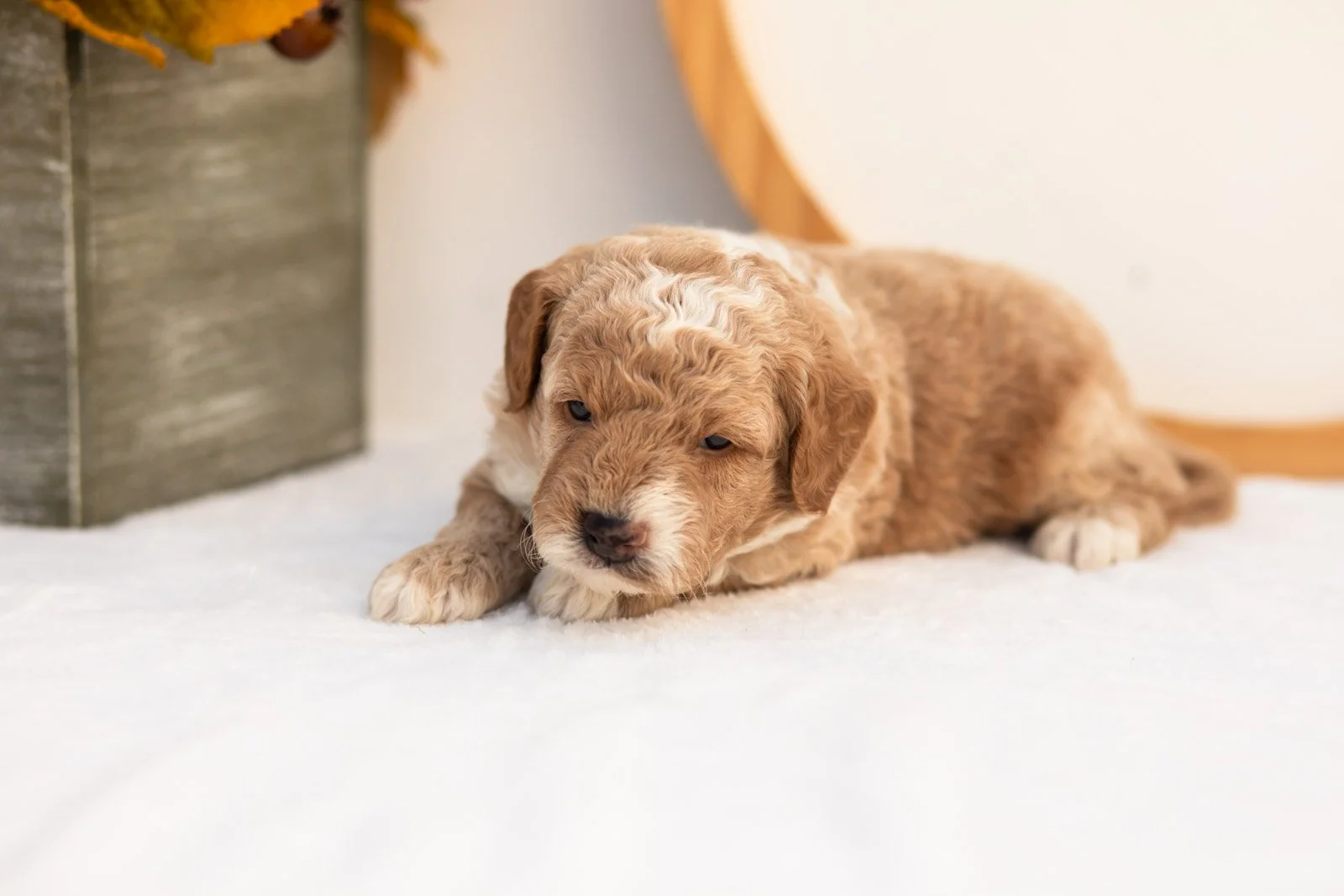 Red Delicious goldendoodle for sale(3).jpg