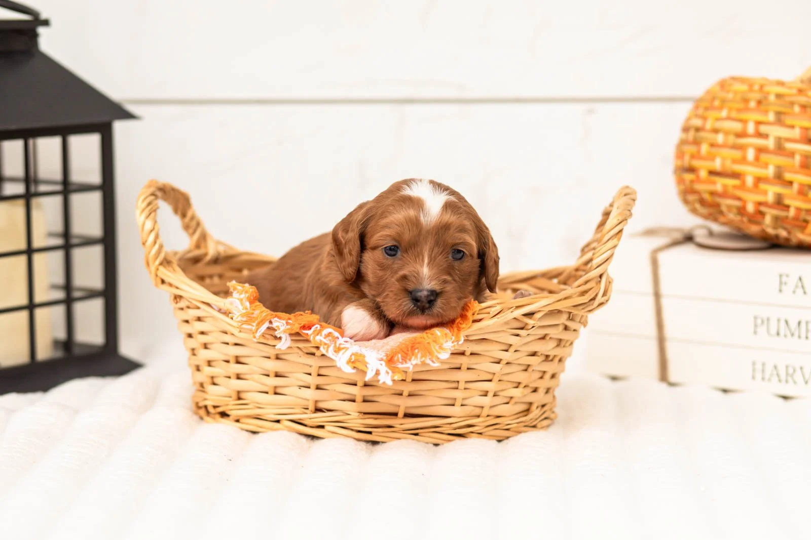 Rose goldendoodle for sale 1.jpg