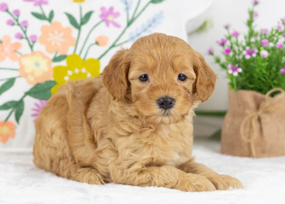 benny goldendoodle for sale(2).jpg