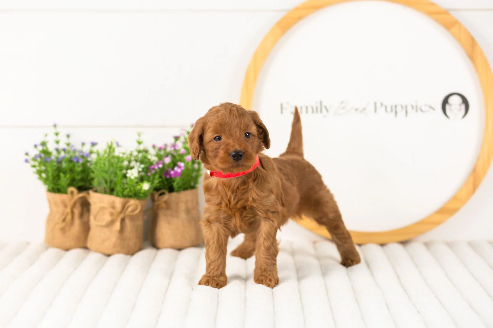 Lance goldendoodle for sale(3).jpg