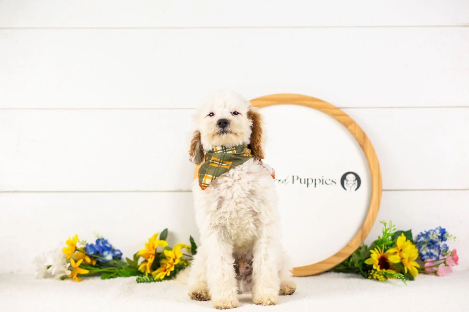 Bentley goldendoodle for sale(1).jpg