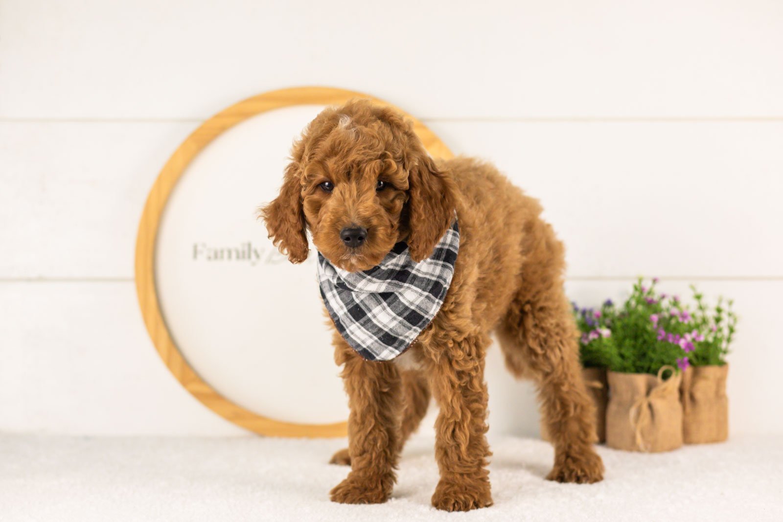 Denali goldendoodle for sale(2).jpg