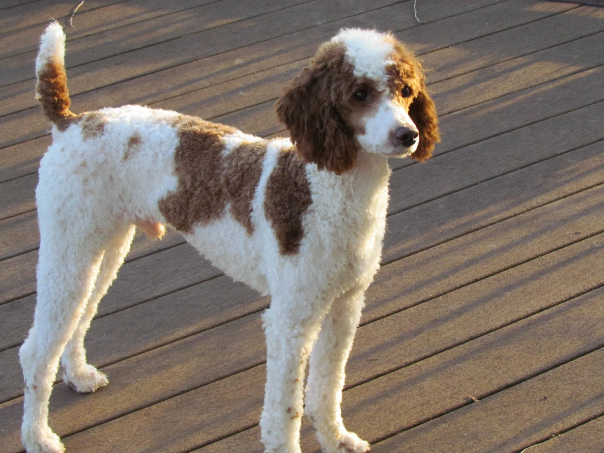 dad poodle