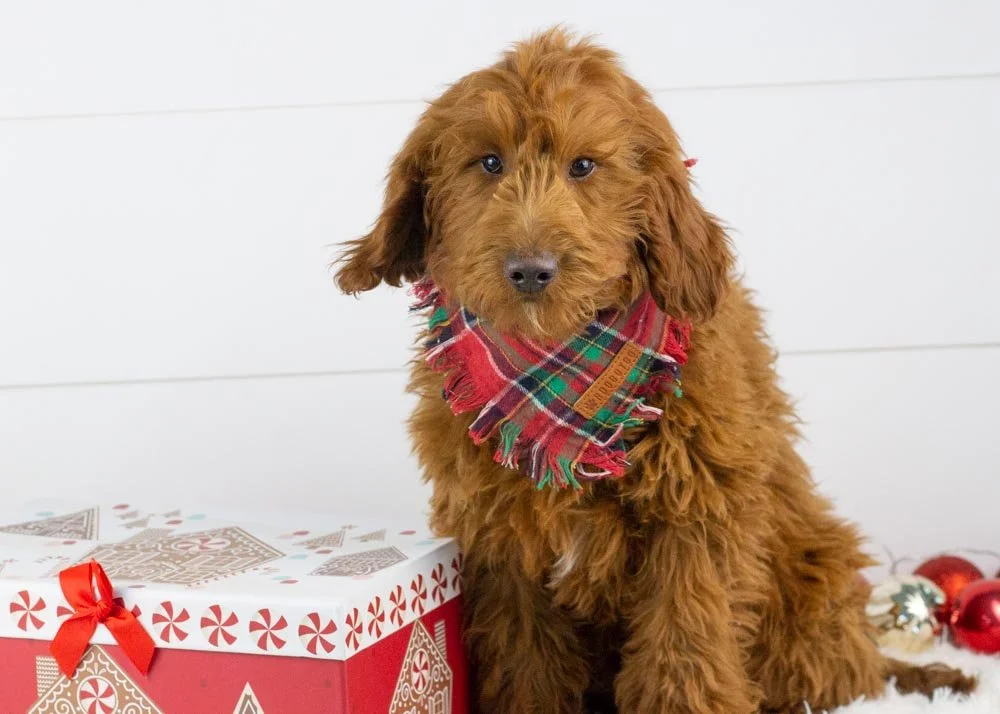 Leon 8-21-25 Griddin 15.60-2.jpg