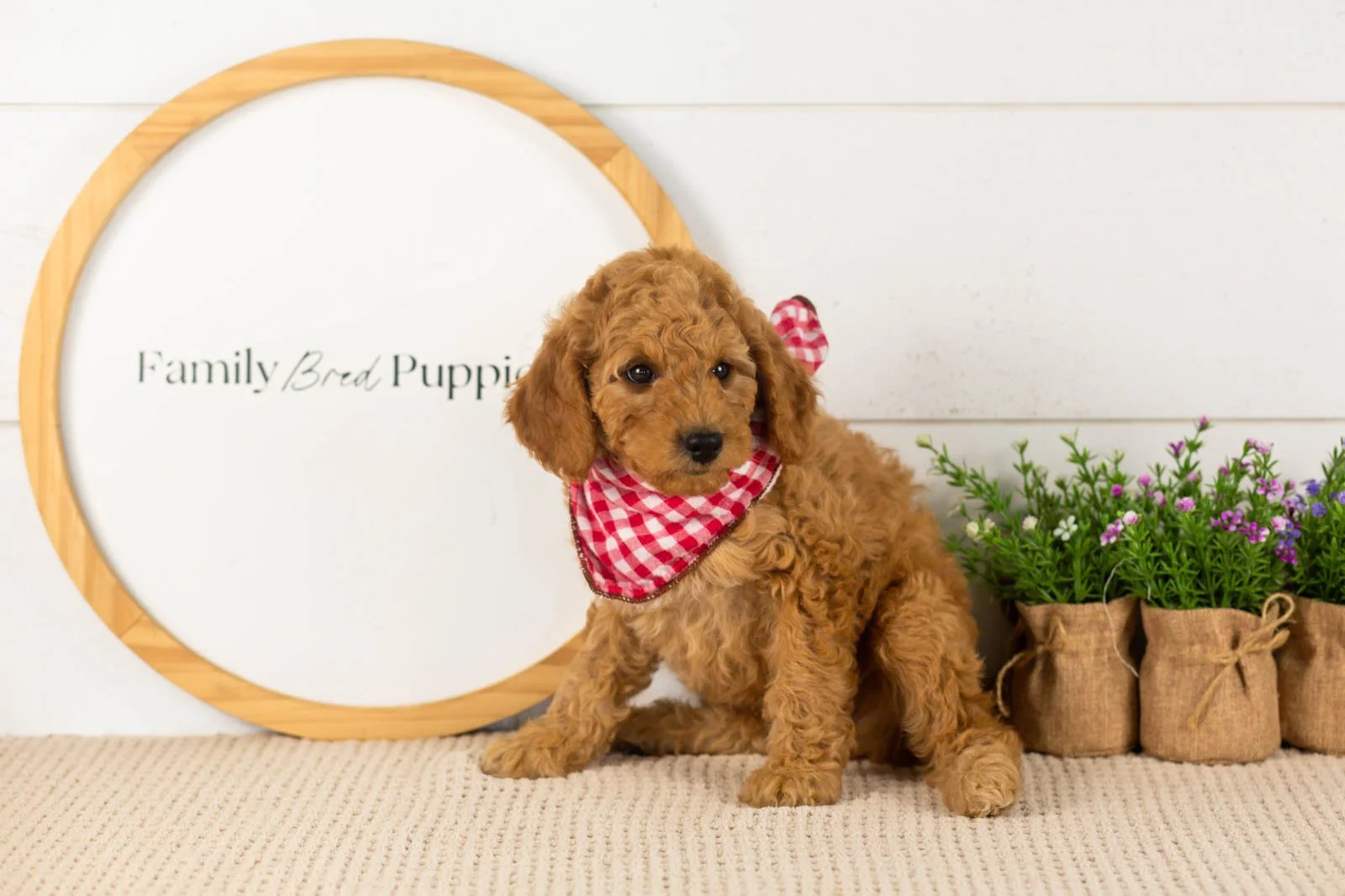Rainer goldendoodle for sale(2).jpg