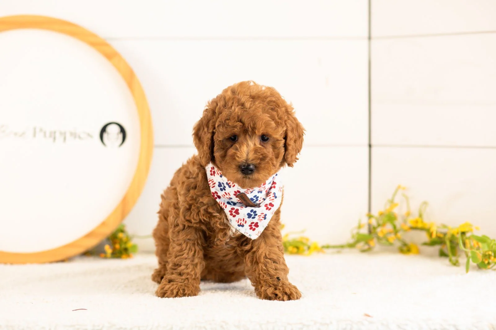 Jerry goldendoodle for sale(2).jpg