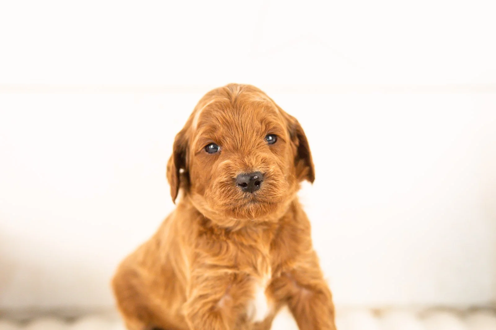 Teton goldendoodle for sale.jpg