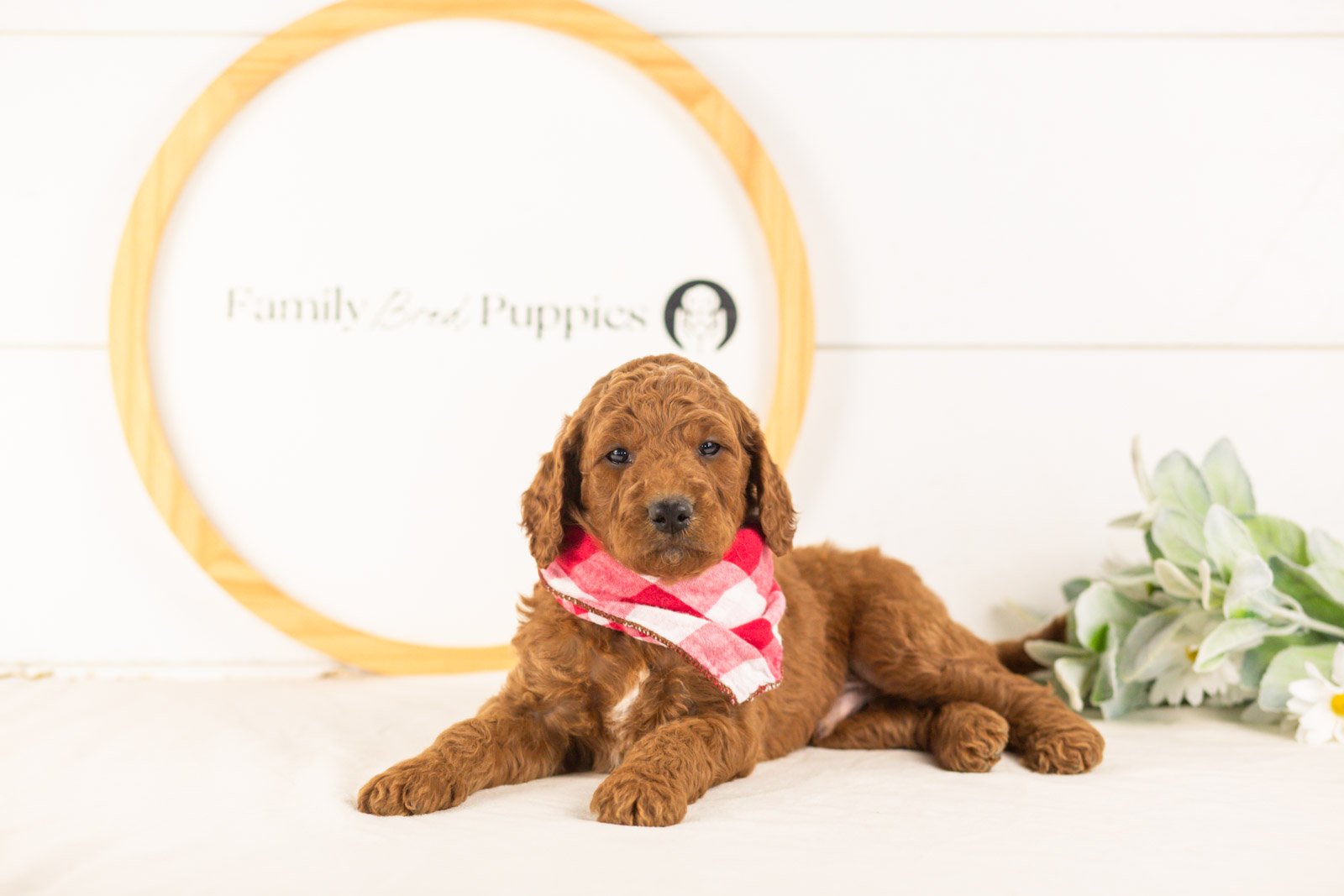 Zion goldendoodle for sale.jpg