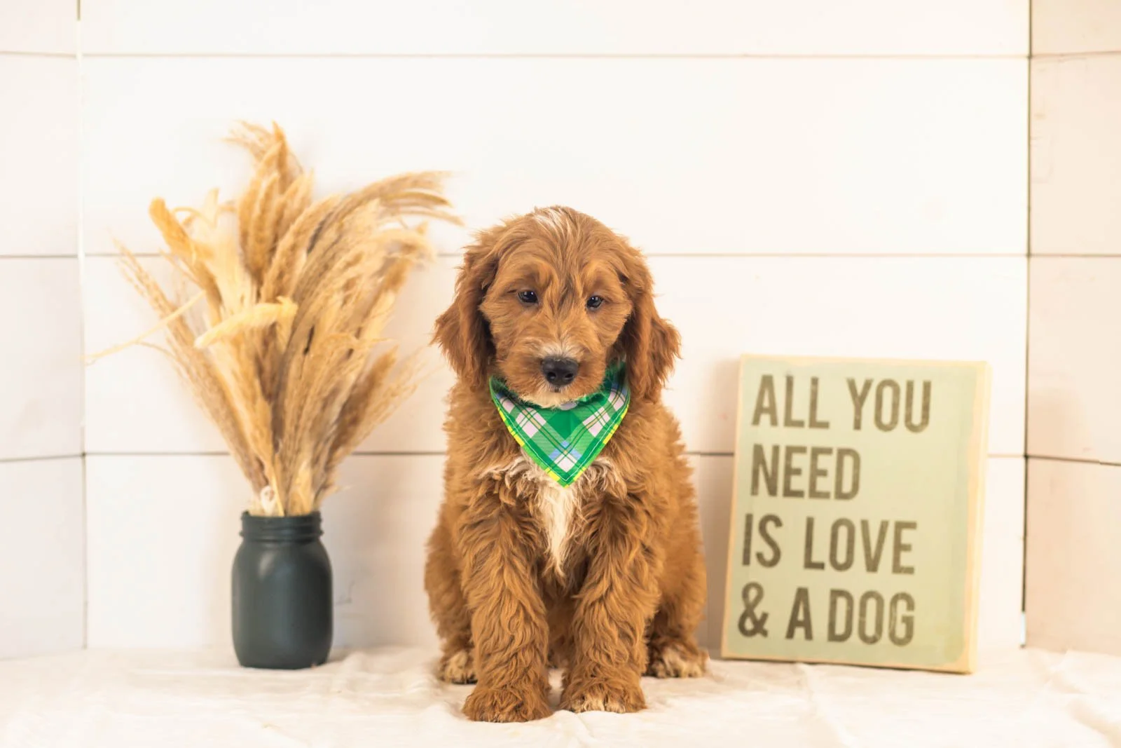 Otis goldendoodle for sale.jpg