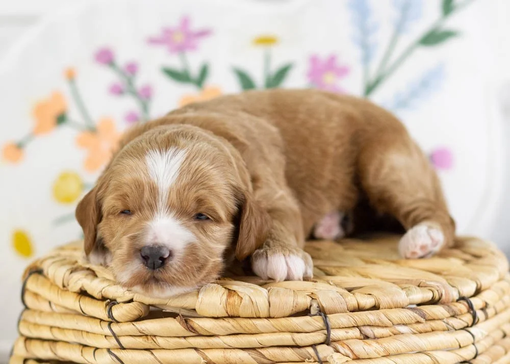 goldendoodle for sale