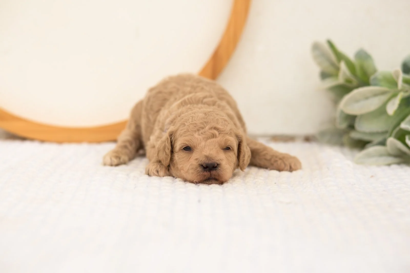 Cindy goldendoodle for sale(1).jpg