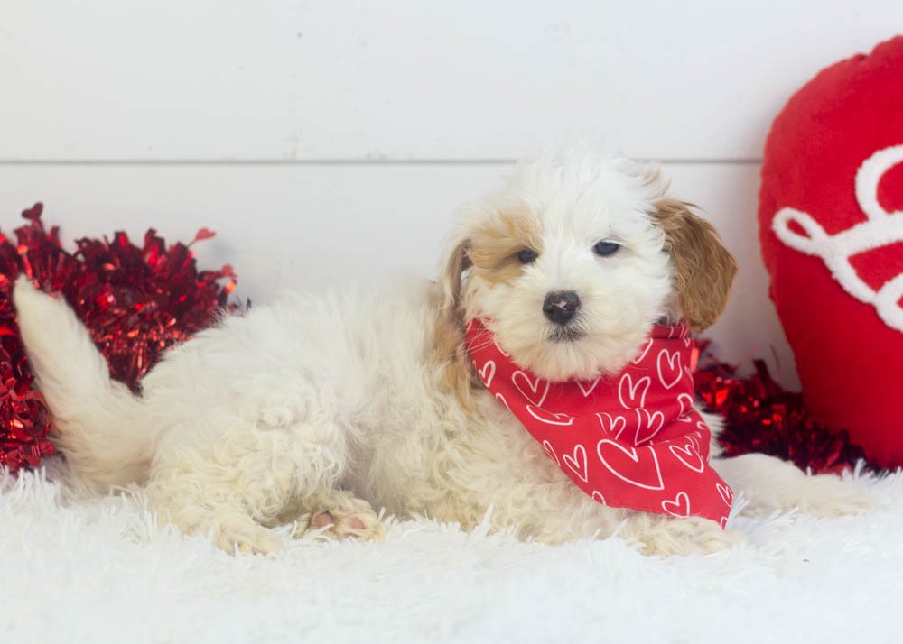 Buddy goldendoodle for sale(3).jpg