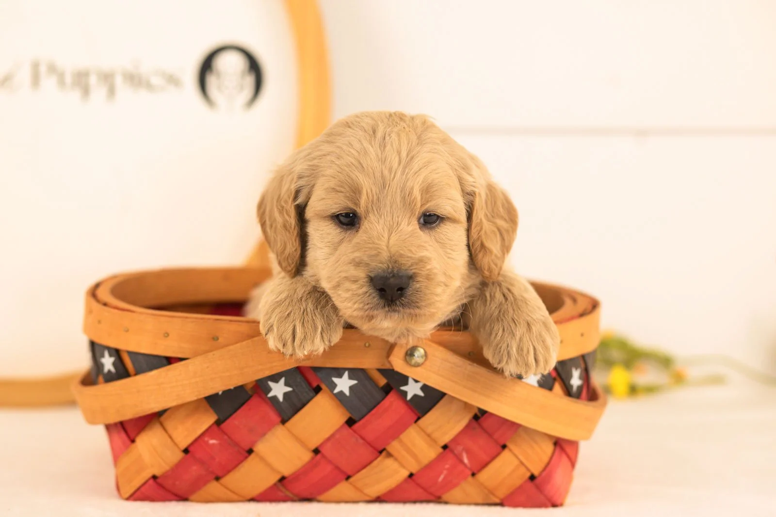 Jimmy goldendoodle for sale(2).jpg