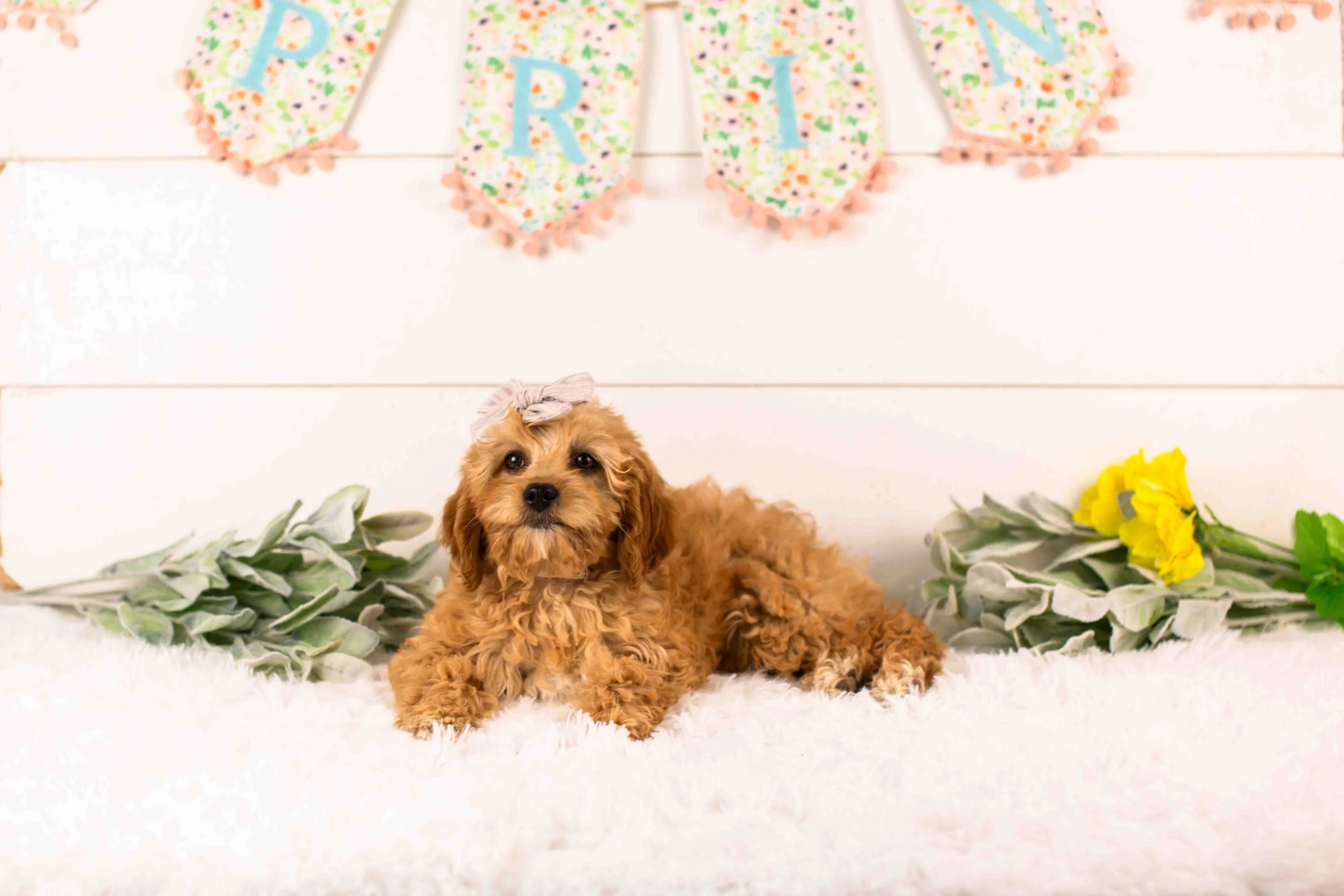 Bo Peep goldendoodle for sale(1).jpg