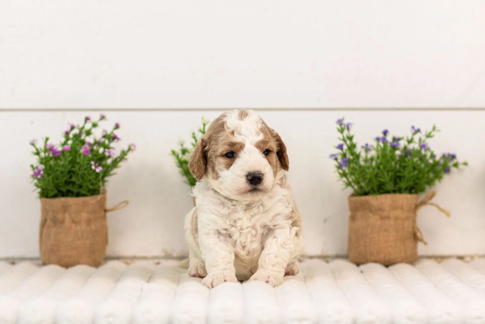 Drake goldendoodle for sale.jpg