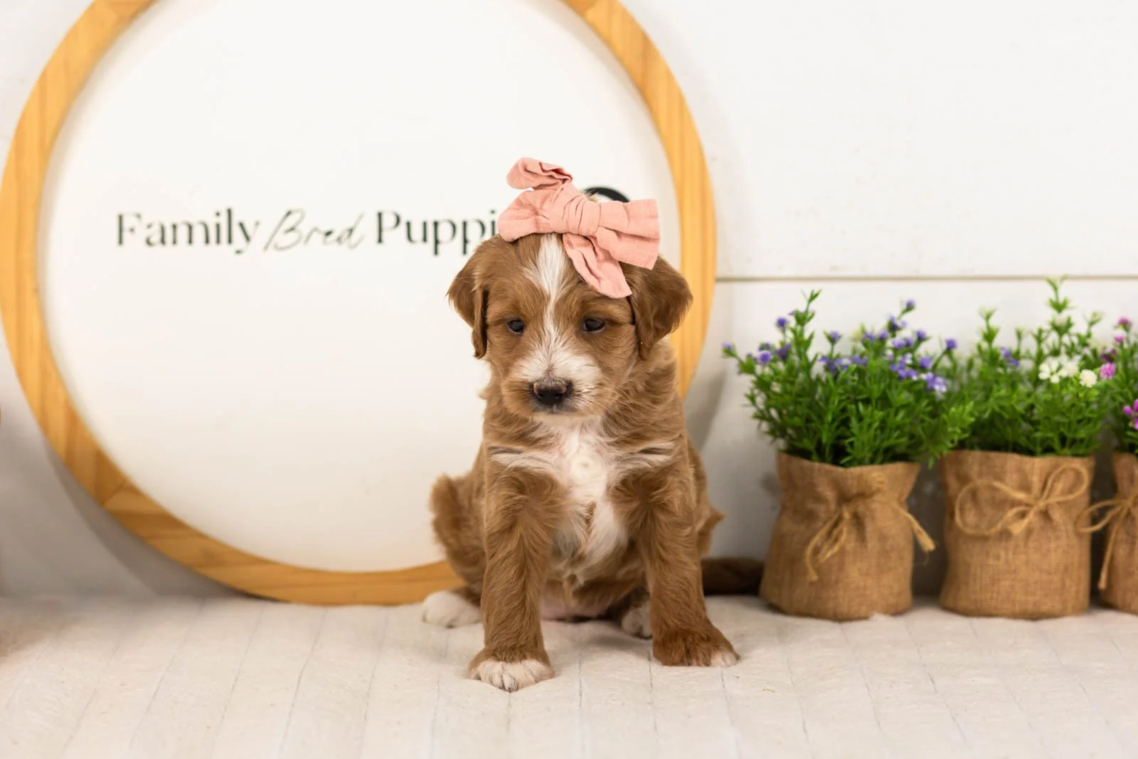 Jan goldendoodle for sale(1).jpg