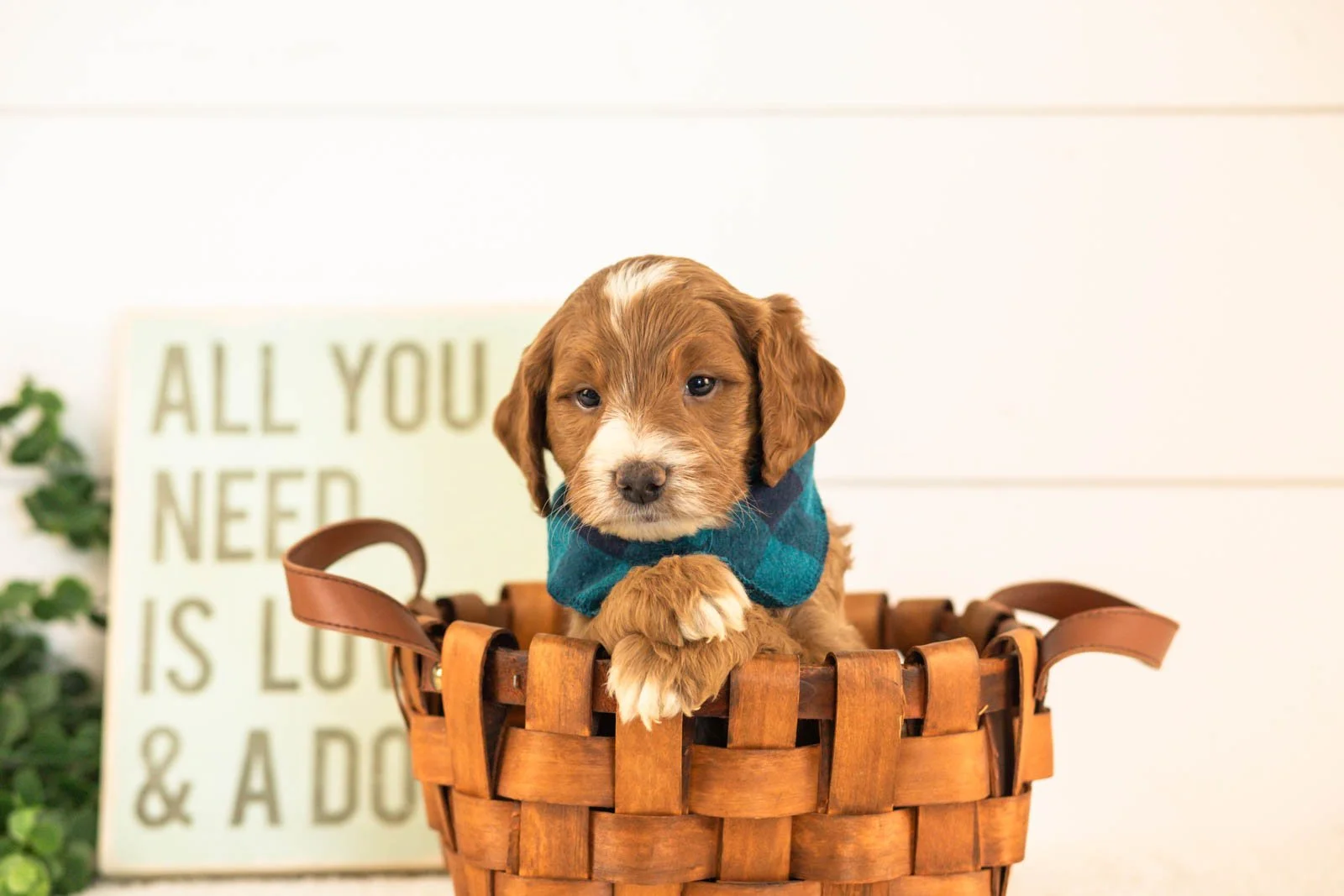 Abel goldendoodle for sale(3).jpg
