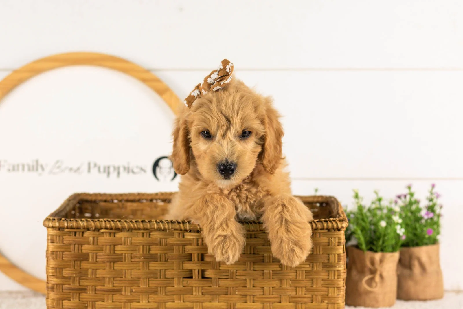 Marty goldendoodle for sale.jpg