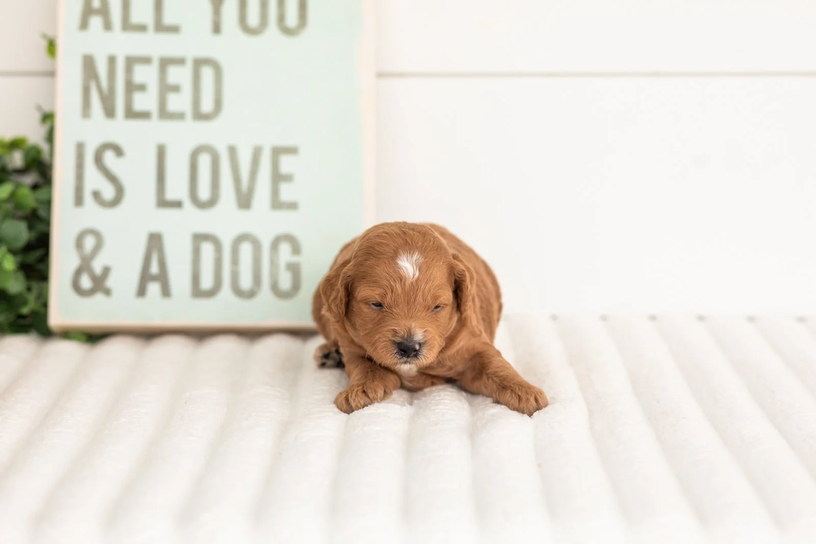 Satin goldendoodle for sale(2).jpg