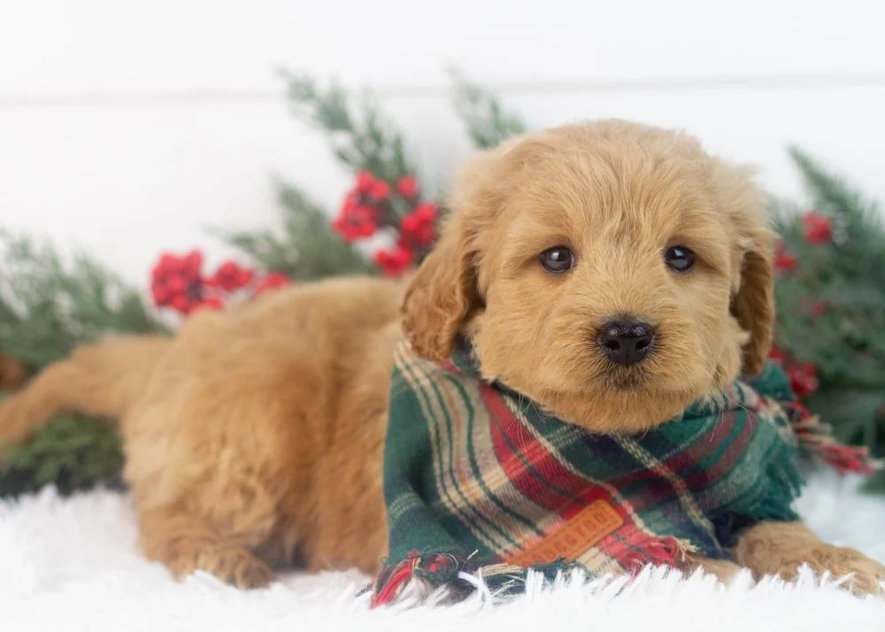 Foggy goldendoodle for sale(2).jpg
