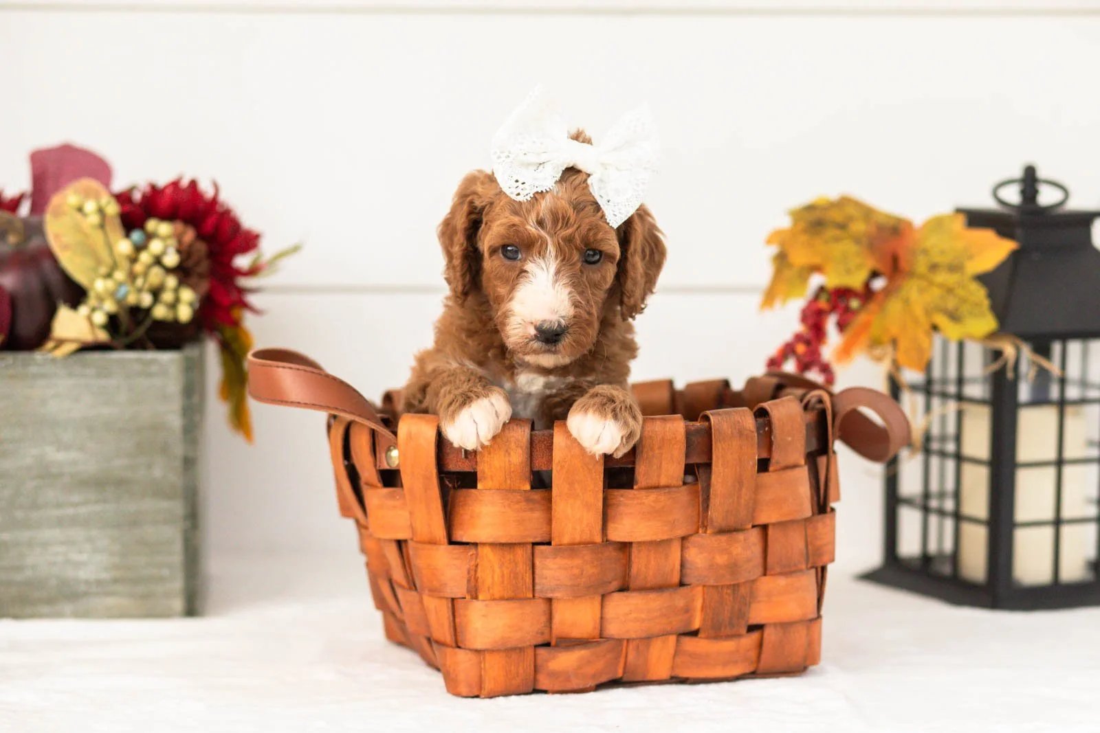 Kanga goldendoodle for sale(1).jpg