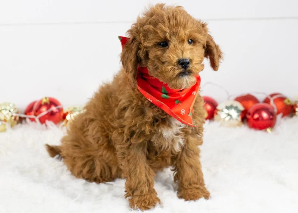Palazzo Goldendoodle for sale(3).jpg